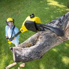 Best Hazardous Tree Removal  in Tornillo, TX